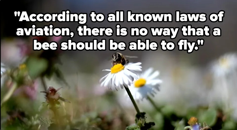 Bee perched on a daisy amid a field of flowers. Text reads, 