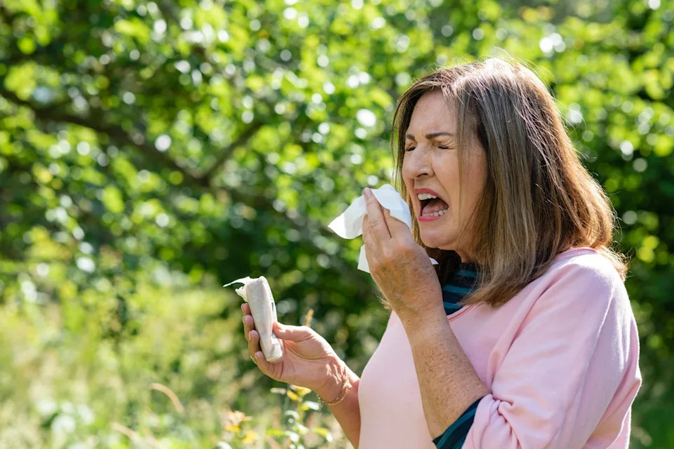 Millions of Americans suffer from seasonal allergies every year, with allergy seasons growing longer and stronger due to climate change. New research helps scientists better under the origin or people's allergies (Getty Images/iStock)