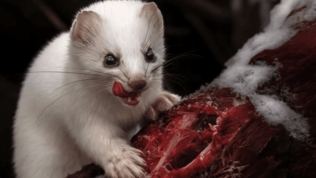 stoat-nature-metal-lead.png